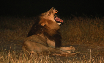 Nehimba Lodge: Gähnender Löwe