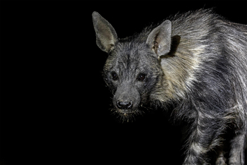 Okonjima Plains Camp: Braune Hyäne