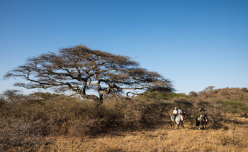 Ol Donyo Lodge: Reiter vor märchenhaftem Baum