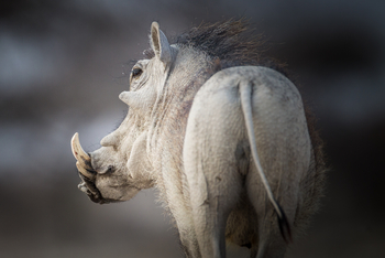 Onguma Reserve: Onkolo Hide - Warzenschwein