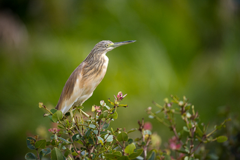 Pelo Camp: Sqacco Heron