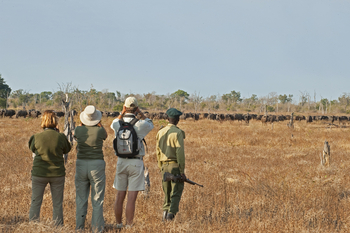 Puku Ridge Camp: Büffelherde