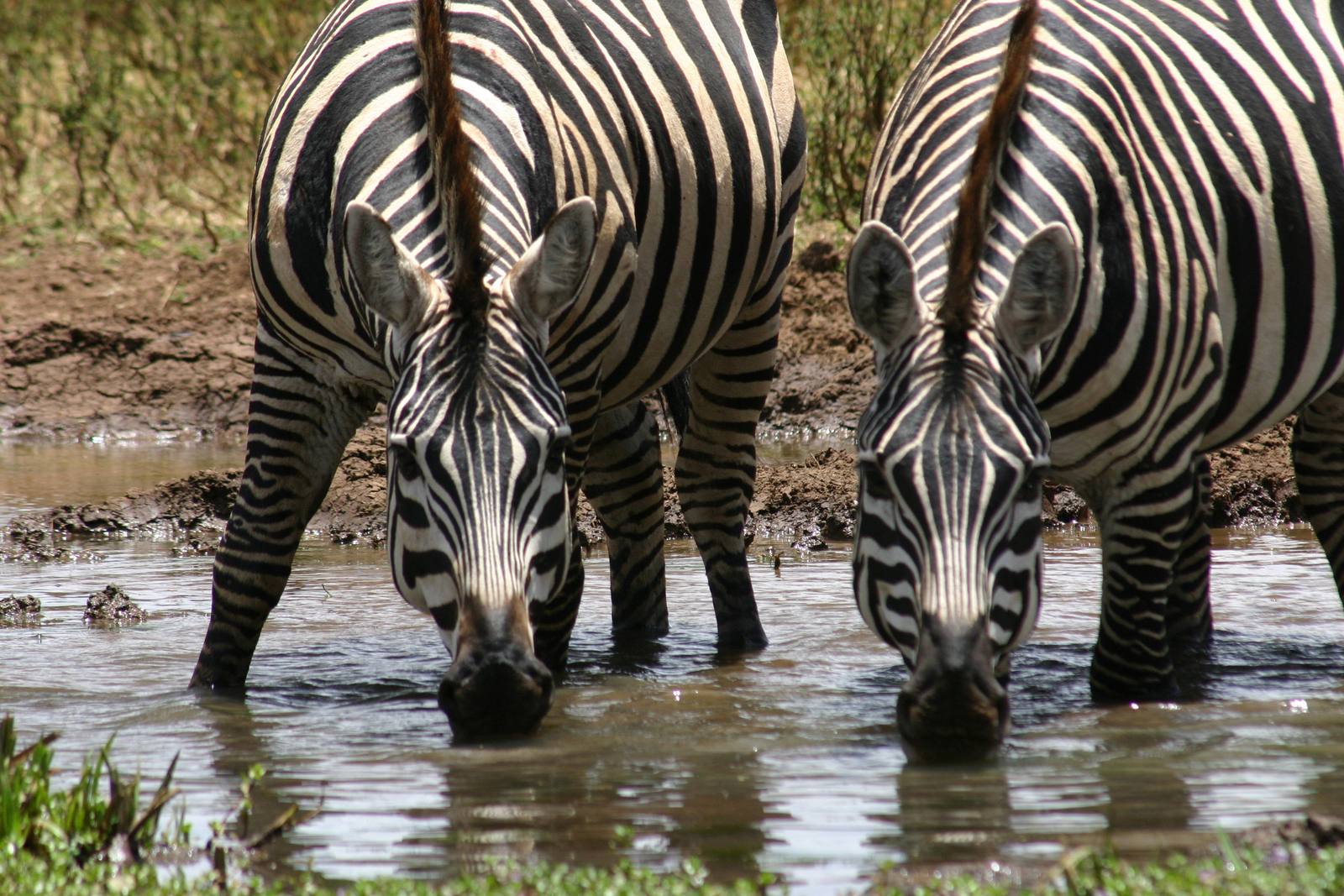 Richard's River Camp Richard's River Camp: Trinkende Zebras