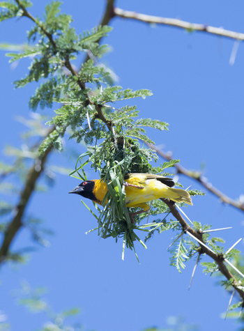 Richard's River Camp: Webervogel