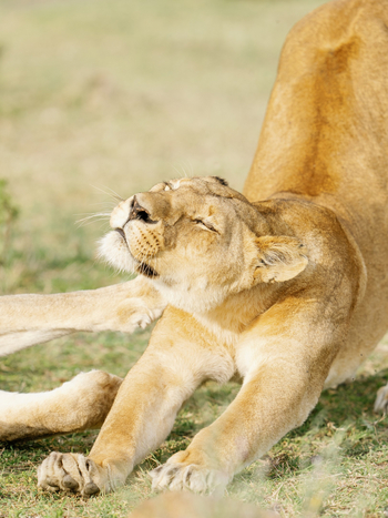 Roving Bushtops Camp: Sich streckende Löwin