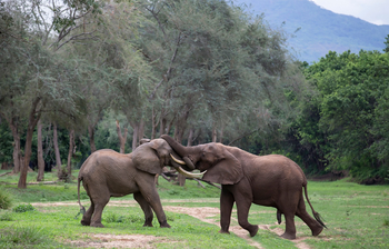 Royal Zambezi Lodge: Elefanten kämpfen