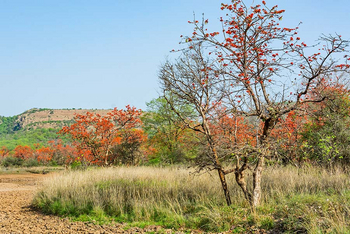 Sawai Vilas: Dhok-Bäume