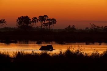 Selinda Explorers Camp Selinda Explorers Camp: Elefant im goldenen Wasser