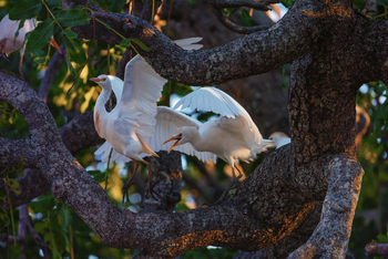 Sungani Lodge Sungani Lodge: Reiher