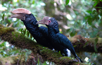 Hatari Lodge: Silvery-cheeked Hornbills