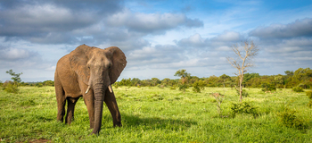 Tanda Tula Safari Camp: Elefantenbulle