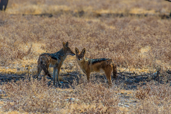Tau Pan Camp Tau Pan Camp: Schakale