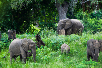 Time + Tide South Luangwa Time + Tide South Luangwa: Elefantenfamilie