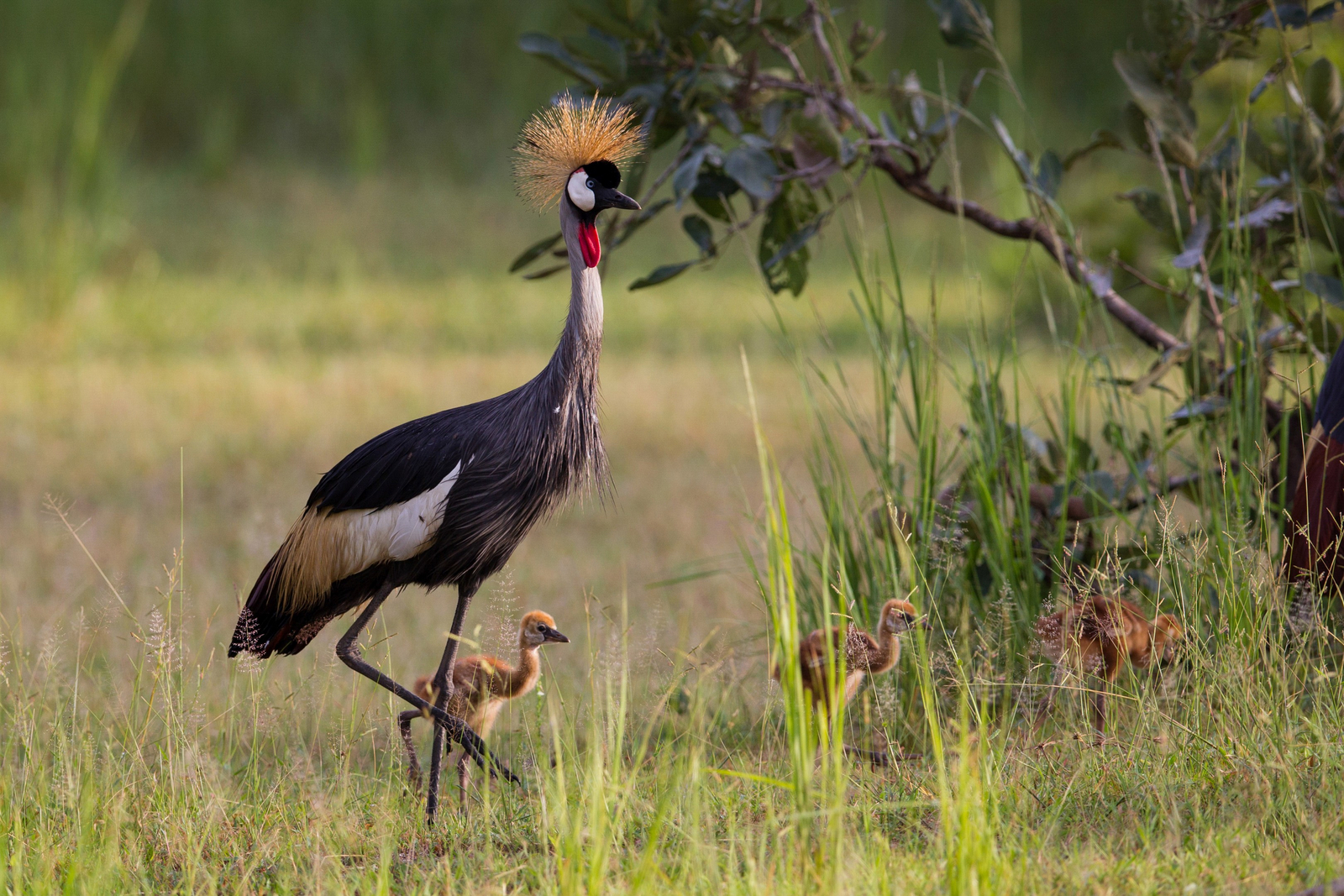 Time + Tide South Luangwa Time + Tide South Luangwa: Kronenkranich mit Küken