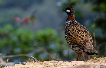 Vanghat: Black Francolin
