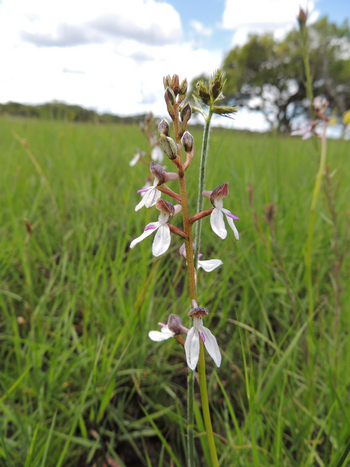 Wasa Lodge: Orchidee