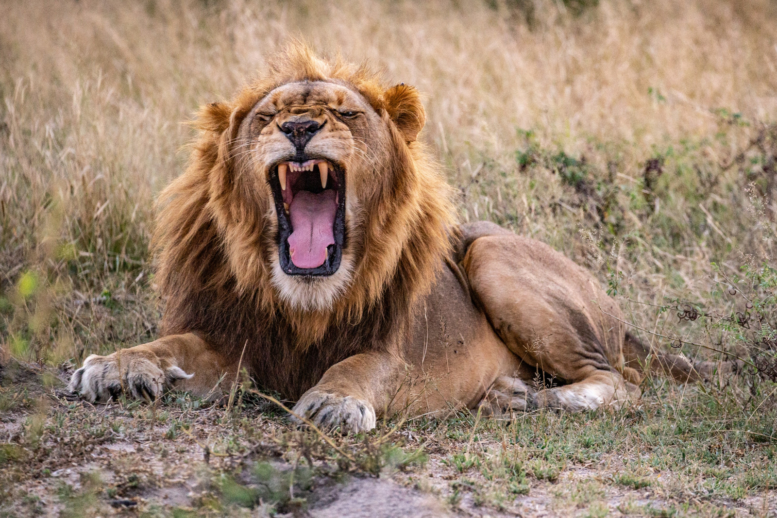 andBeyond Ngala Tented Camp andBeyond Ngala Tented Camp