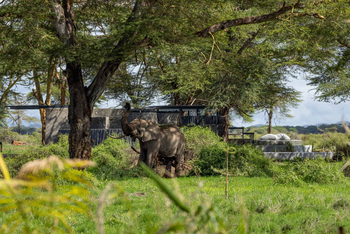 Angama Amboseli: Pool und Elefant