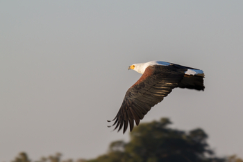 Belmond Eagle Island Lodge: Schreiseeadler im Flug