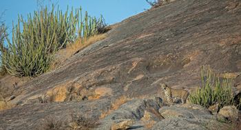 Bera Safari Lodge: Leopard auf Pirsch