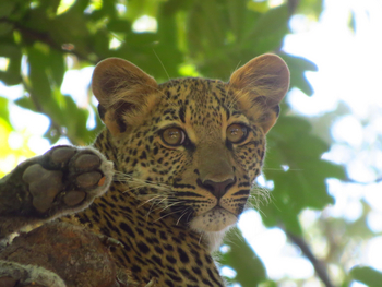 Chikunto Safari Lodge Chikunto Safari Lodge: Leopardenkätzchen