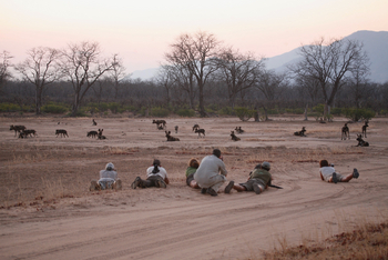 Chitake Mobile Camp Chitake Mobile Camp: Wildhund- und Menschenrudel