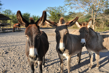 Chundukwa River Lodge: Esel