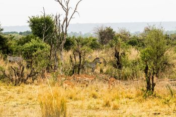 Chundukwa River Lodge: Walking Safari