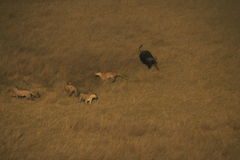 Duba Explorers Camp: Löwen und ein Büffel aus dem Flugzeug ges