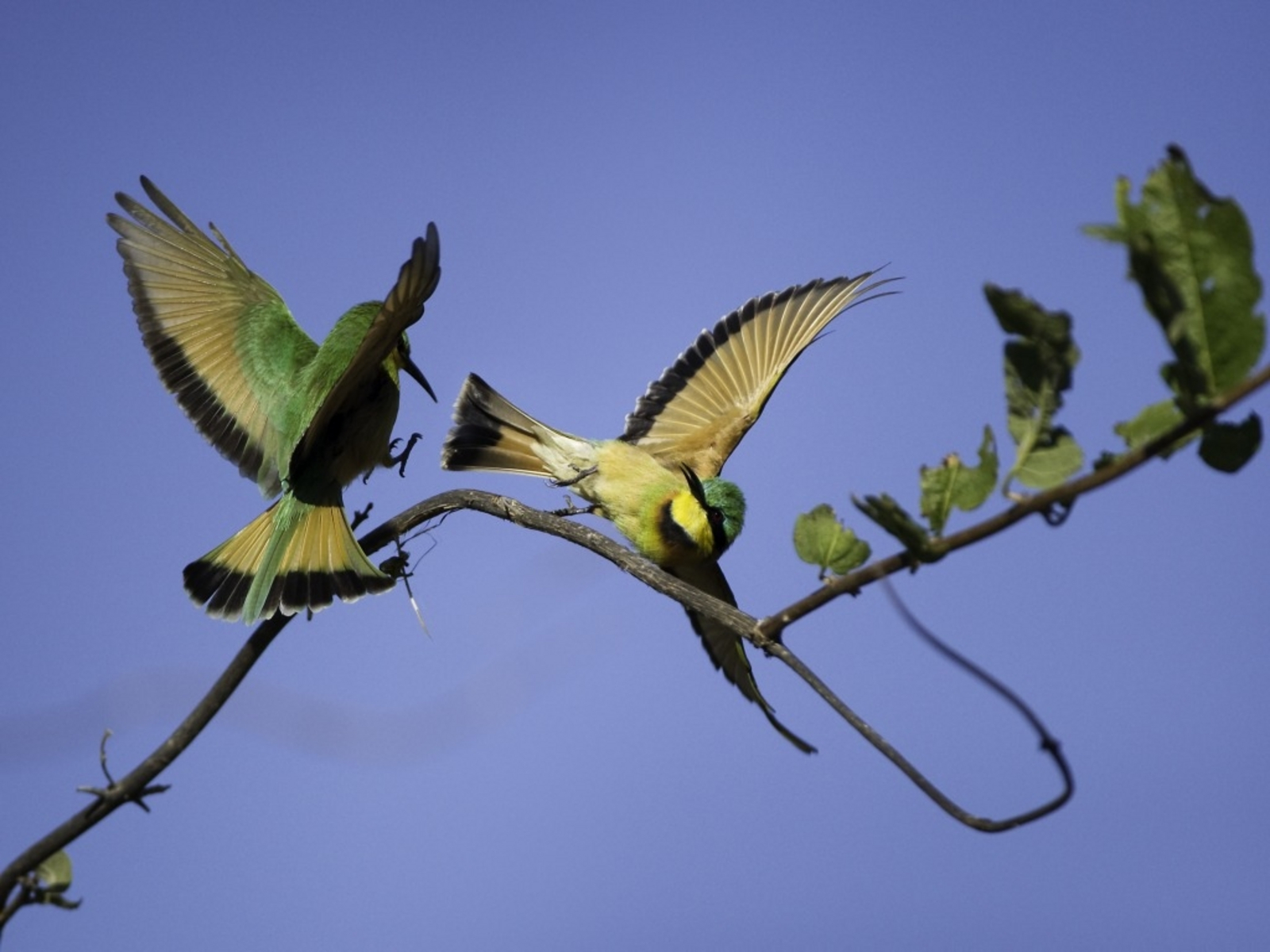 Duma Tau Camp Duma Tau Camp: Littel Bee-Eaters