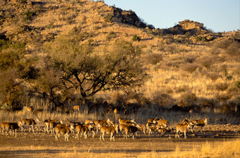 GocheGanas: Elandantilopen