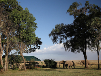 Governors' Camp: Elefanten im Camp