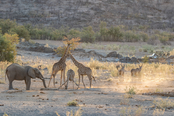 Hobatere Lodge: Elefant, Giraffen und Eland
