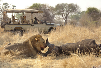 Ikuka Safari Camp: Löwenmännchen mit Büffelbeute