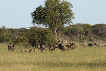 Imvelo Safaris Imvelo Safaris: Gnus mit Wildhunden