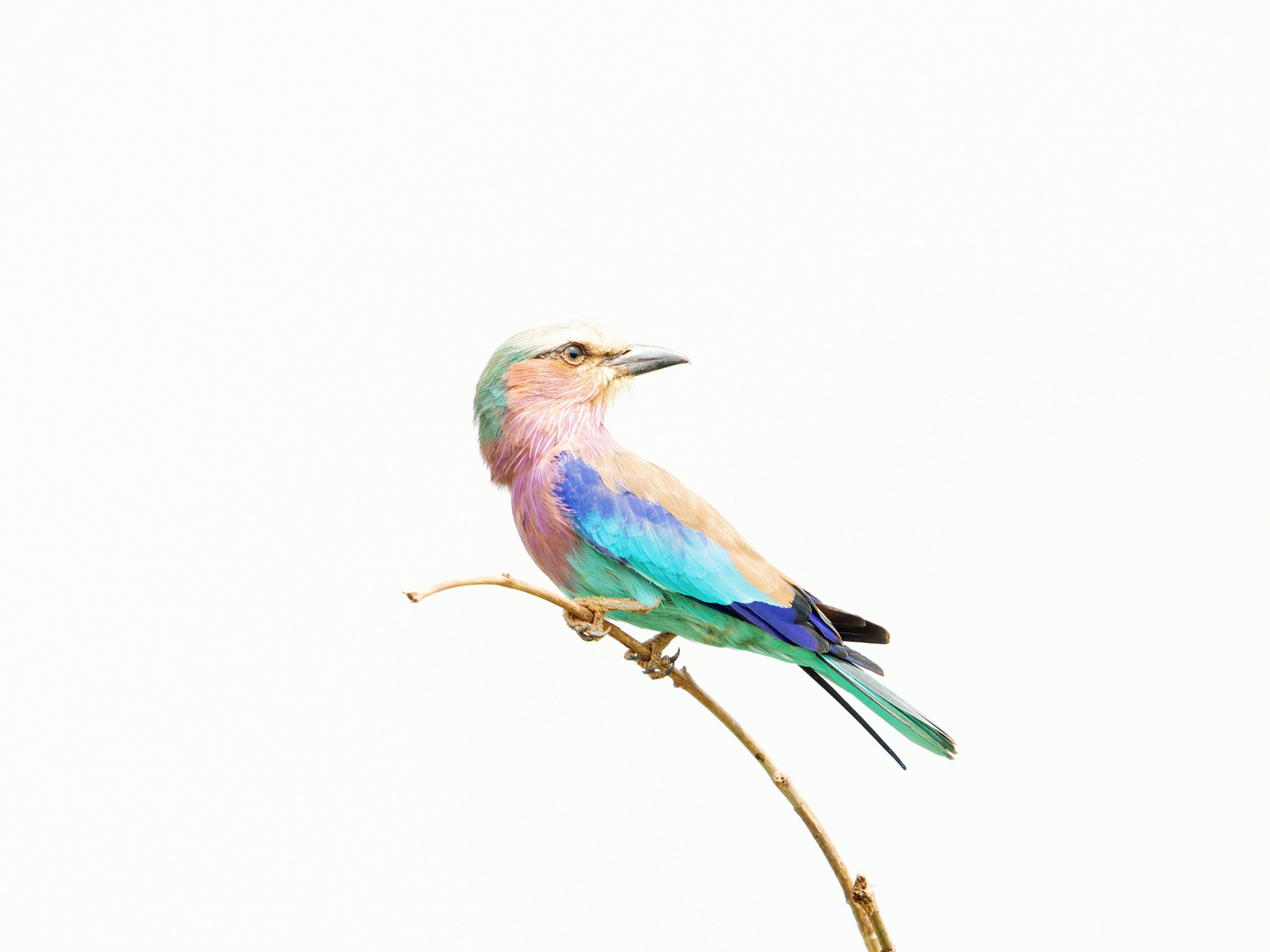 Elewana Elsa's Kopje Elewana Elsa's Kopje