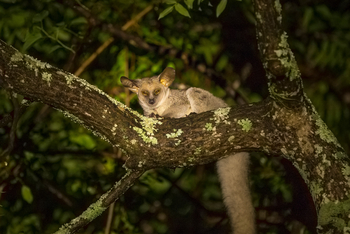 KaingU Safari Lodge: Bush Baby