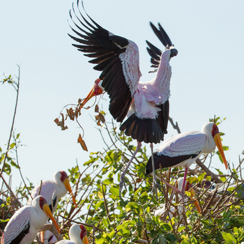 Kanana Camp: Vogelkolonie - Landung