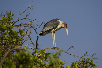 Kanana Camp: Vogelkolonie - Marabu