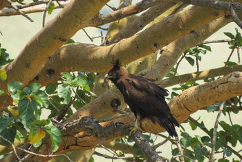 Katara Lodge: Crested Eagle