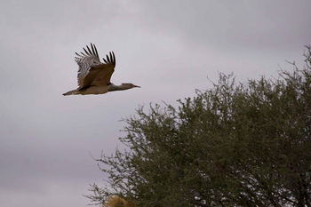 Koro River Camp: Riesentrappe im Flug