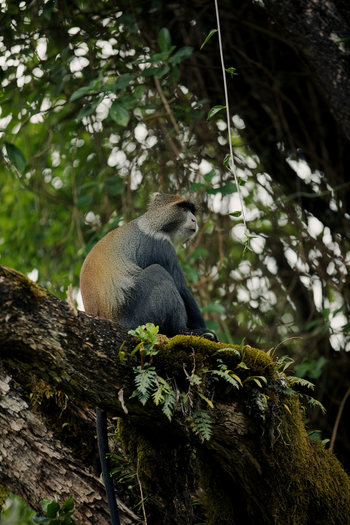 Koroi Forest Camp: Brazzameerkatze