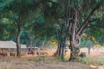 Kutali Camp Kutali Camp: Alte Bäume beim Camp