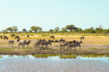 Lebala Camp Lebala Camp: Zebras am Wasser