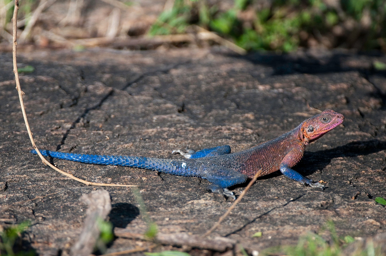 Mara Plains Camp Mara Plains Camp: Mwanza Flat-Headed Agama