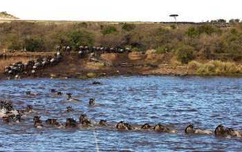 Mara Toto Tree Camp: Crossing Wildebeest