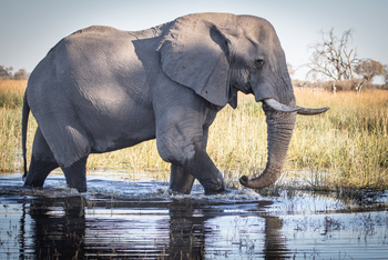 Mma Dinare Camp: Elefantenbulle