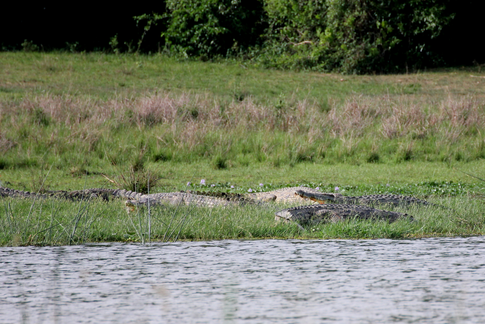 Murchison River Lodge Murchison River Lodge: Nilkrokodil - wo es hingehört