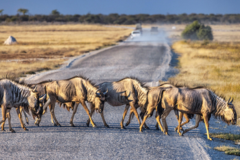 Mushara Game Drive: Gnus