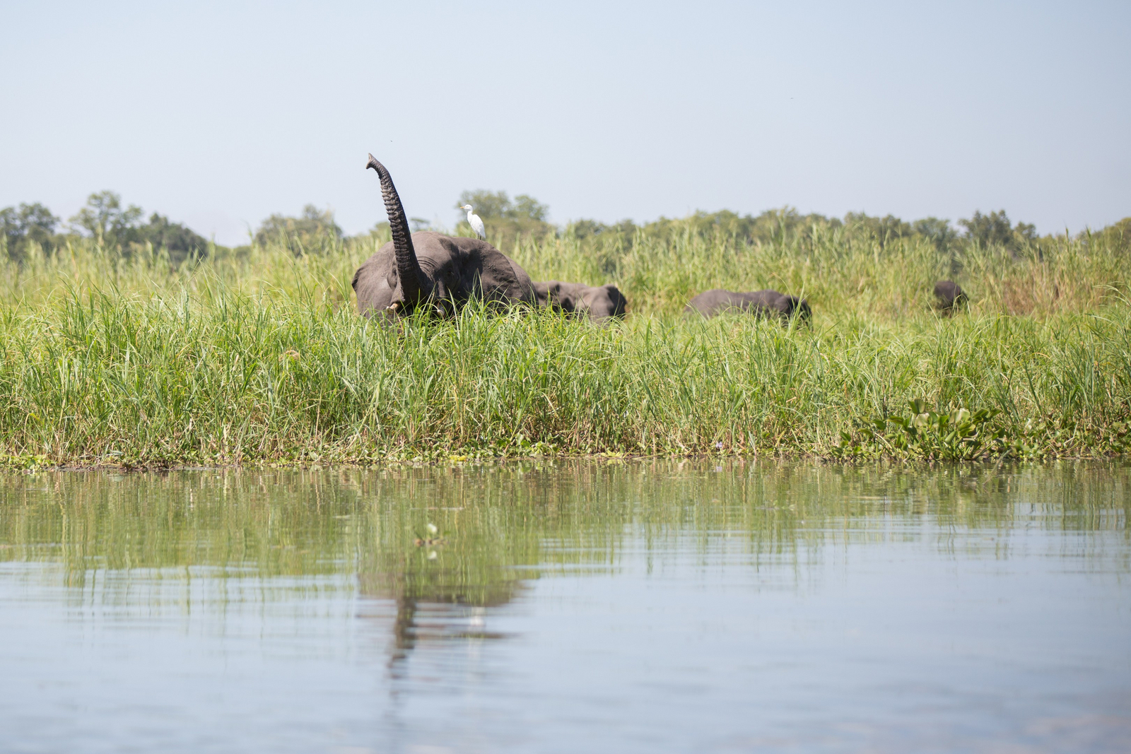 Mvuu Lodge Mvuu Lodge